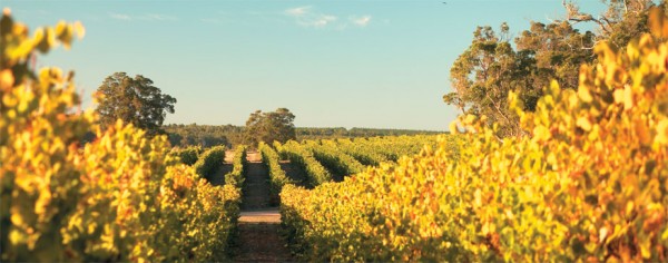 Vineyards at Frankland Estate in Western Australia
