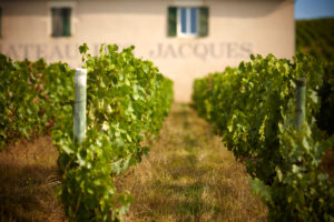 Get To Know the 10 Beaujolais Crus