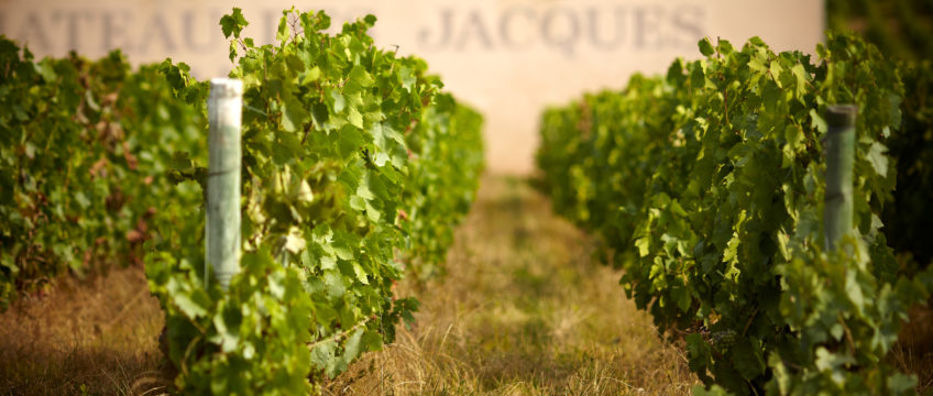 Get To Know the 10 Beaujolais Crus